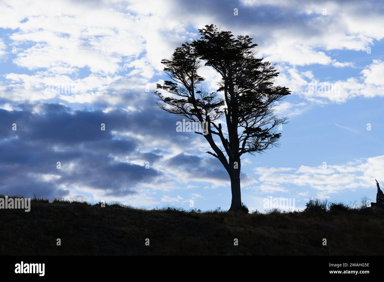 lonely tree at sunset on a cloudy day Stock Photo
