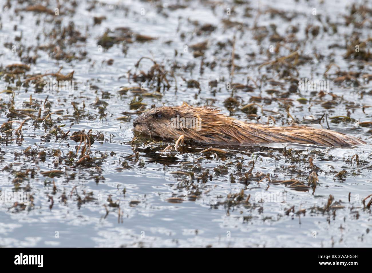musk rat swimming on wetland Stock Photo
