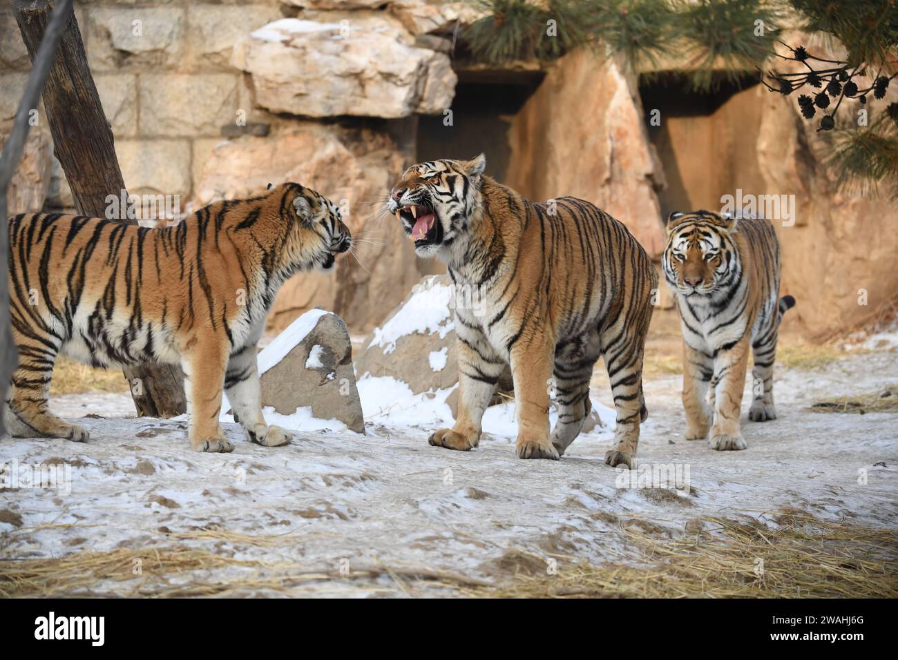 North chinese tiger hi-res stock photography and images - Alamy