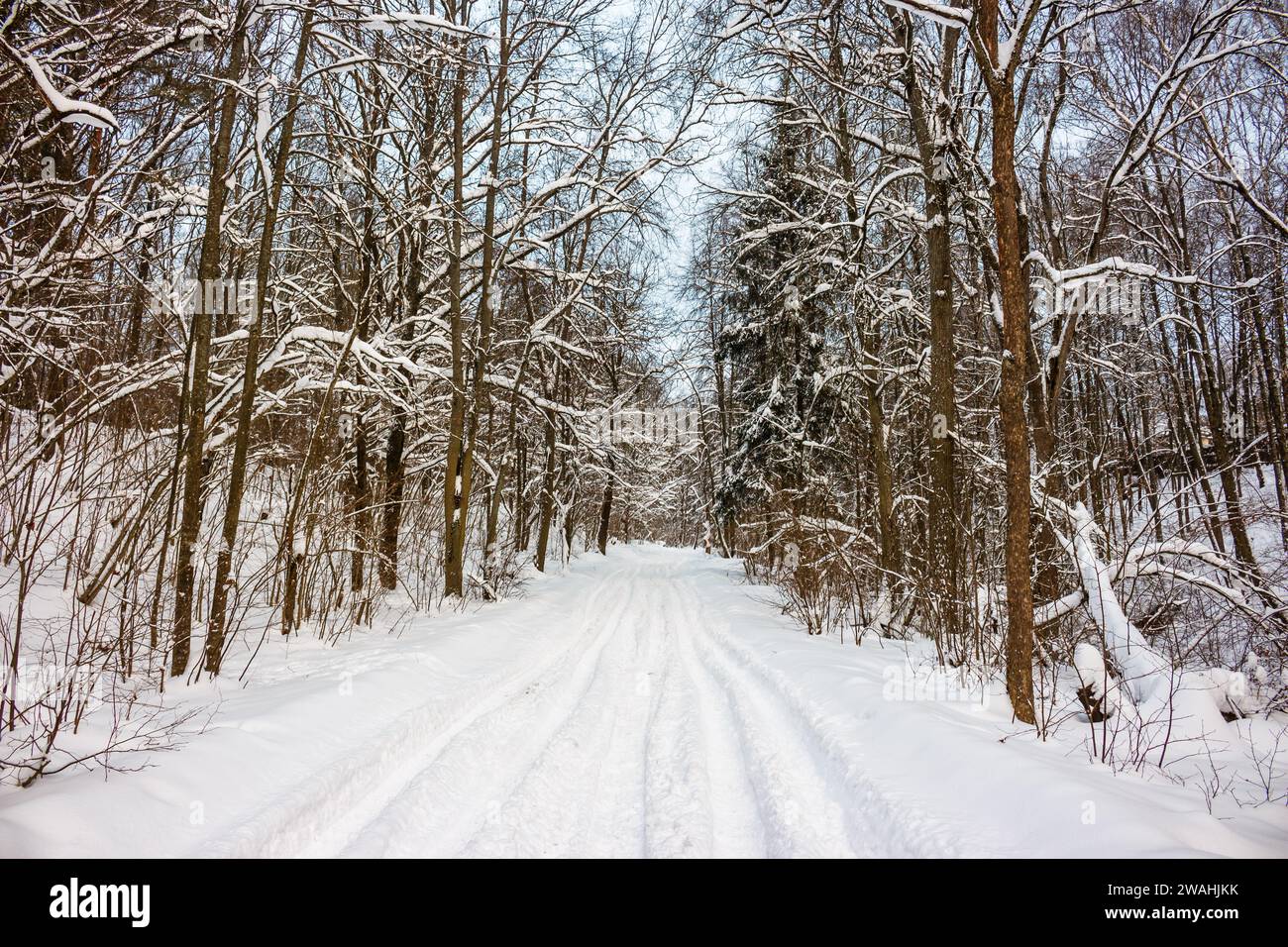 Winter snowy road through the forest with wheel tracks Stock Photo - Alamy