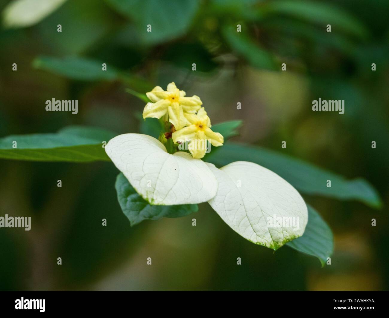 Pseudomussaenda flava aka White Wings yellow Star shaped flowers, white finely veined bracts, green leaves Stock Photo