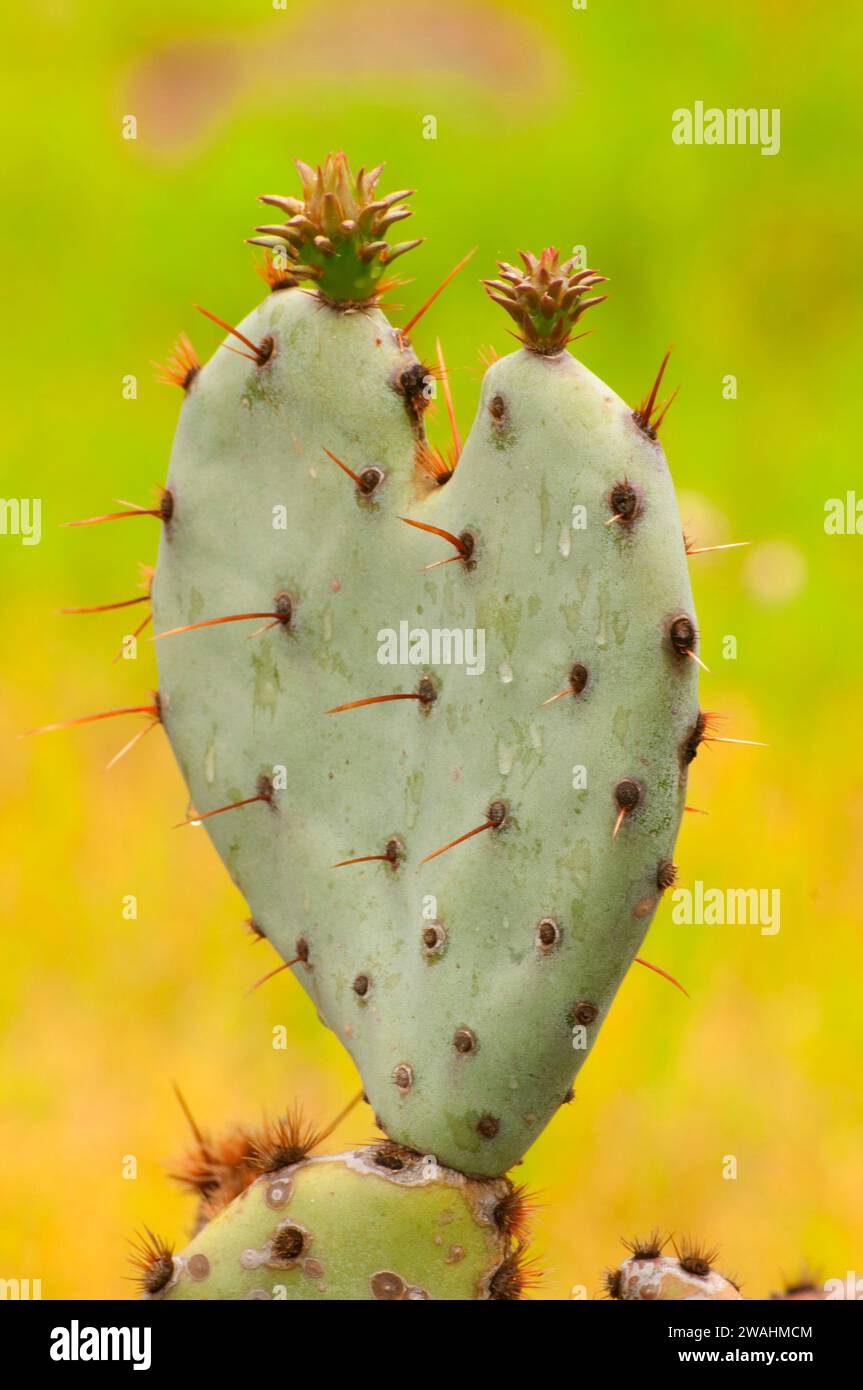 Prickly pear, Enchanted Rock State Park, Texas Stock Photo - Alamy