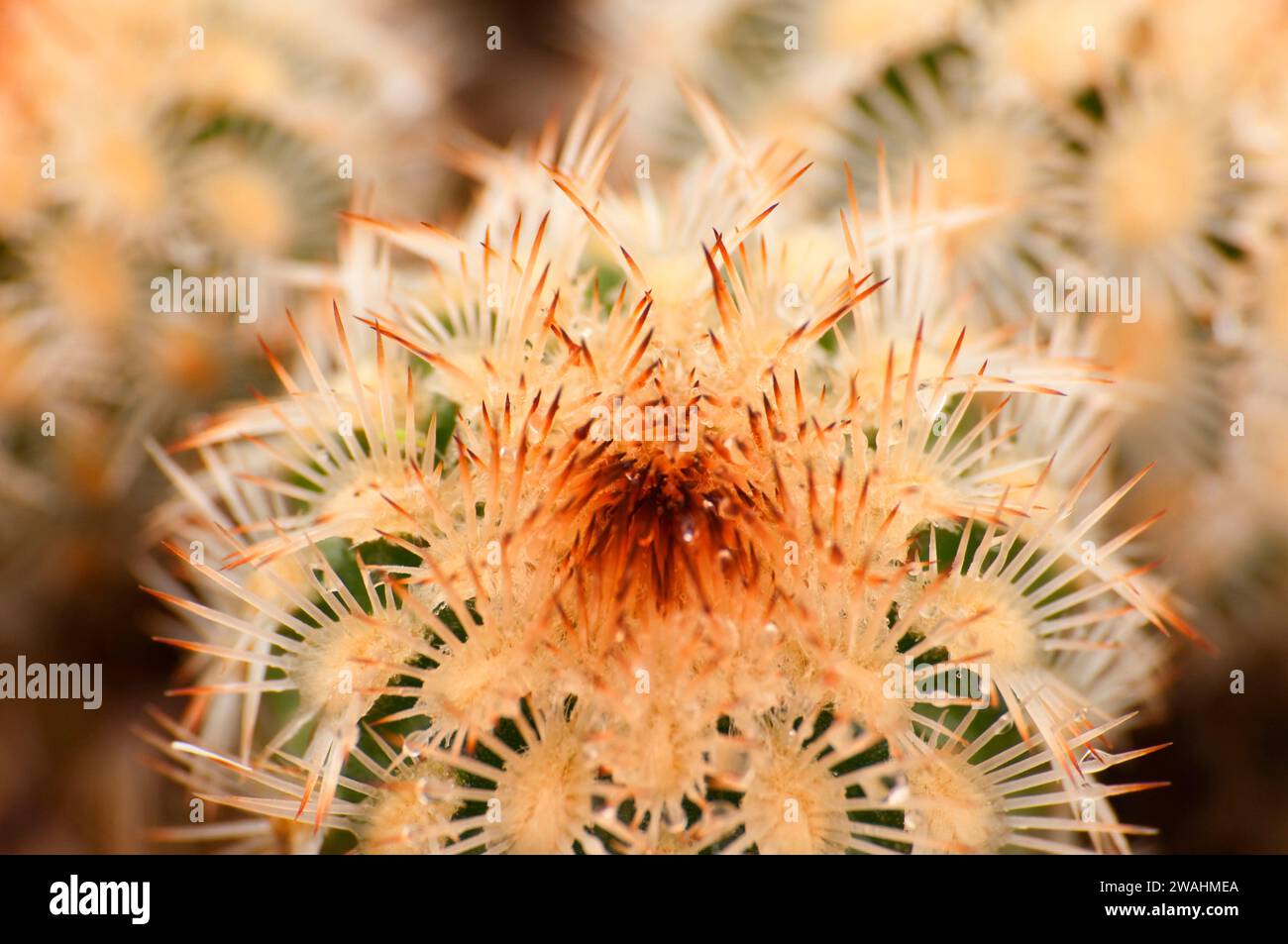 Lace cactus, Enchanted Rock State Park, Texas Stock Photo
