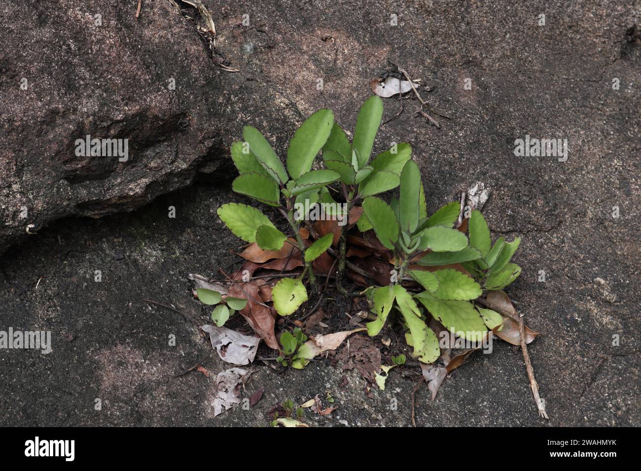 Few Cathedral bells plants (Kalanchoe Pinnata) growing on a surface of a granite rock. This plant has ability to produce new plants from leaves and kn Stock Photo