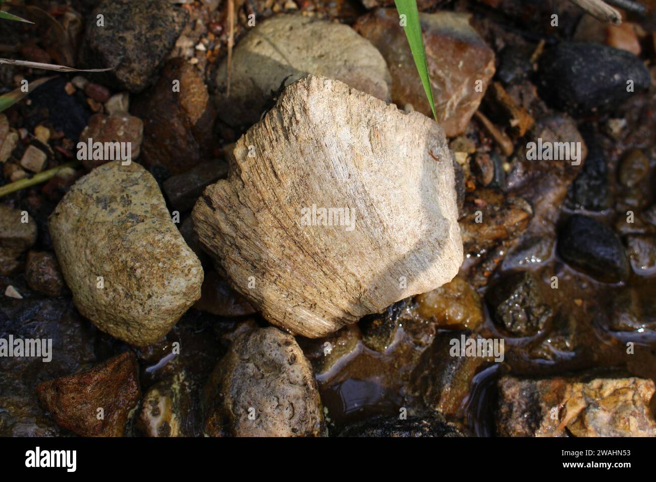 Fossil sponge Chaetetes among the stones on the bank of the stream. Kaluga region, Russia Stock Photo