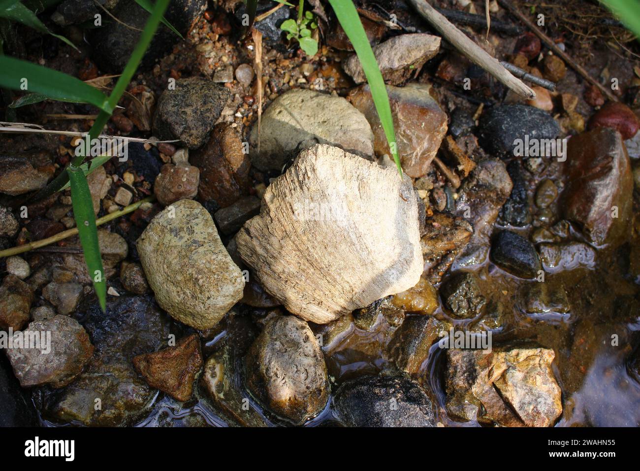 Fossil sponge Chaetetes among the stones on the bank of the stream. Kaluga region, Russia Stock Photo