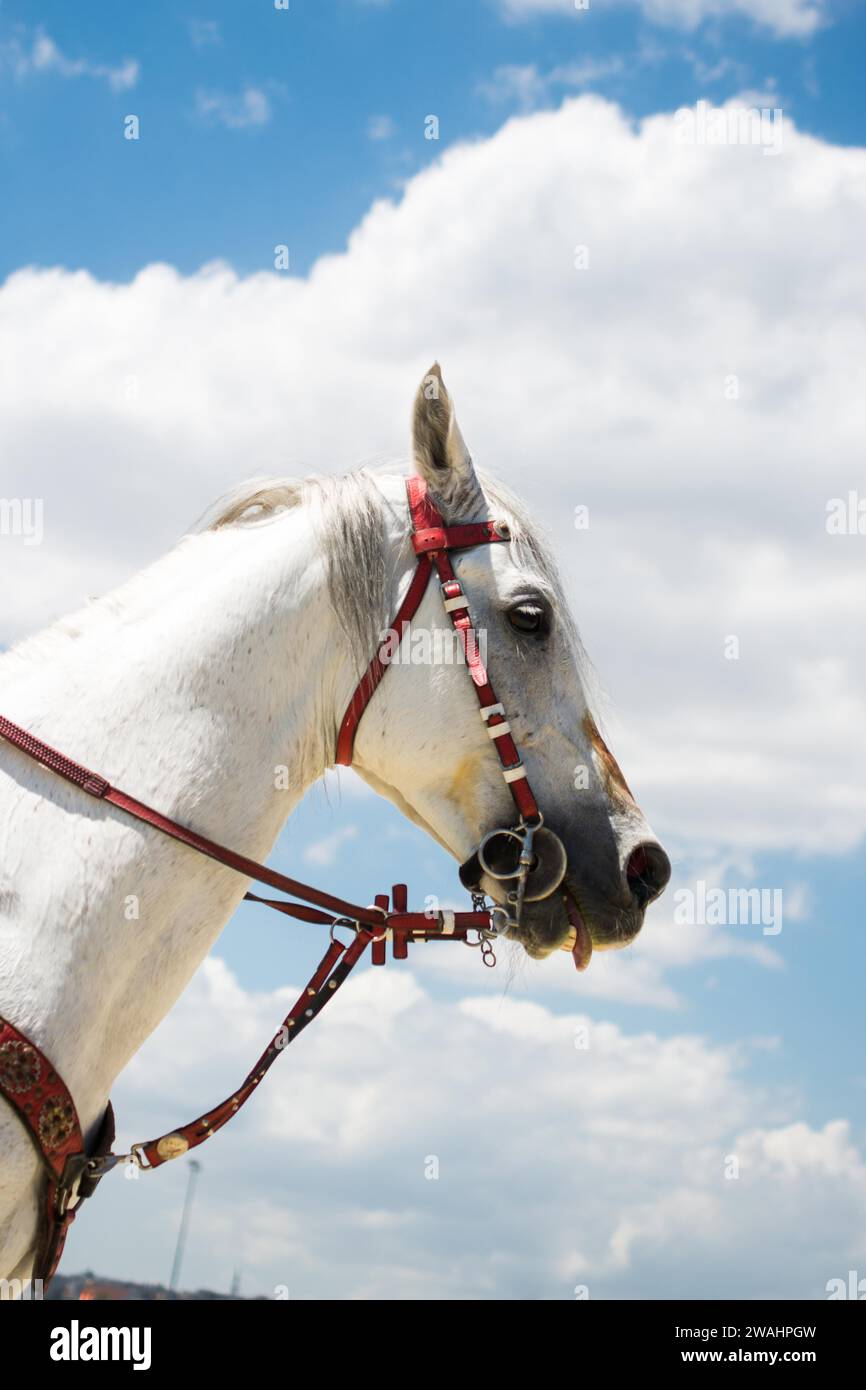 Buckle horse harness hi-res stock photography and images - Alamy