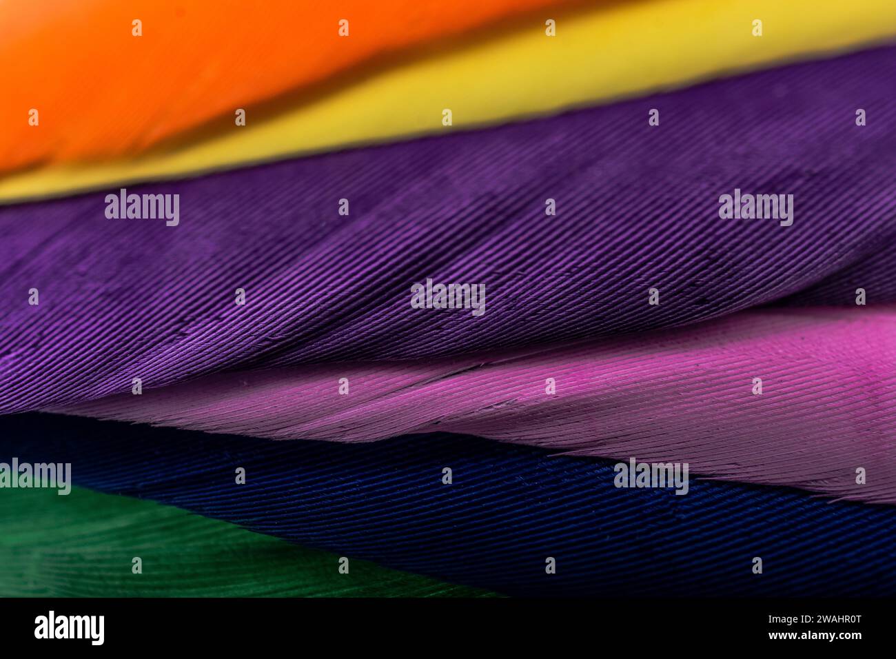 Studio shot photo of colored bird feathers as texture background Stock