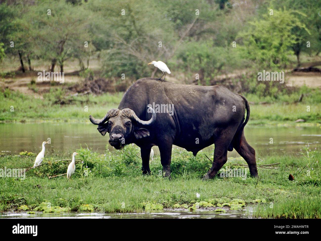 African buffalo, Syncerus caffer, browsing near the Rufiji River in Selous Game Reserve, Tanzania Stock Photo