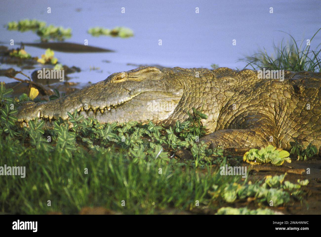 Nile crocodile, Crocodylus niloticus, lurking in the shallows of the Rufiji River, Selous Game Reserve, Tanzania Stock Photo
