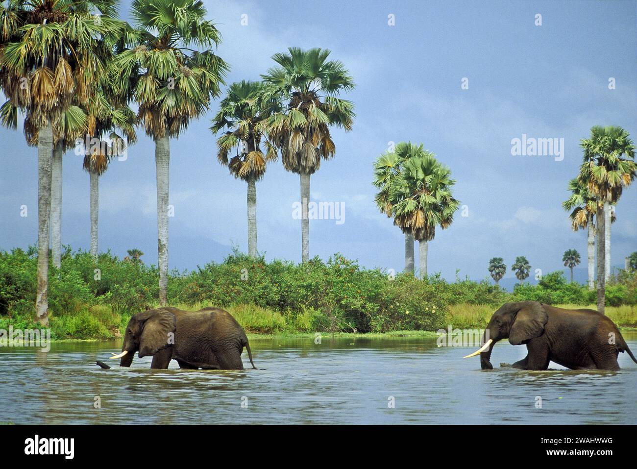 African bush elephants, Loxodonta africana, crossing the Rufiji River, Selous Game Reserve, Tanzania Stock Photo