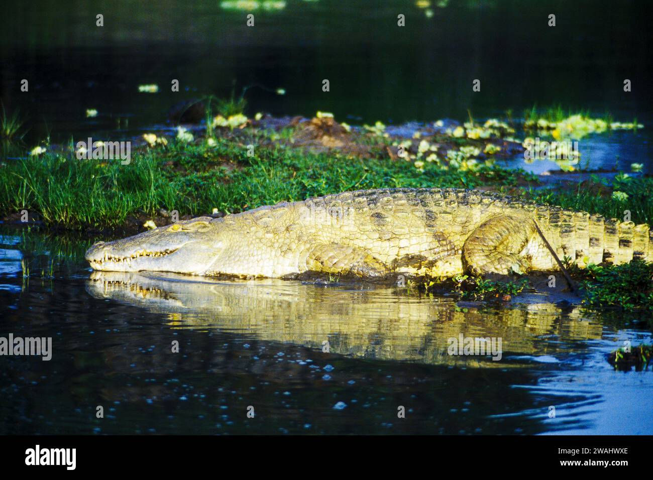 Nile crocodile, Crocodylus niloticus, lurking in the shallows of the Rufiji River, Selous Game Reserve, Tanzania Stock Photo