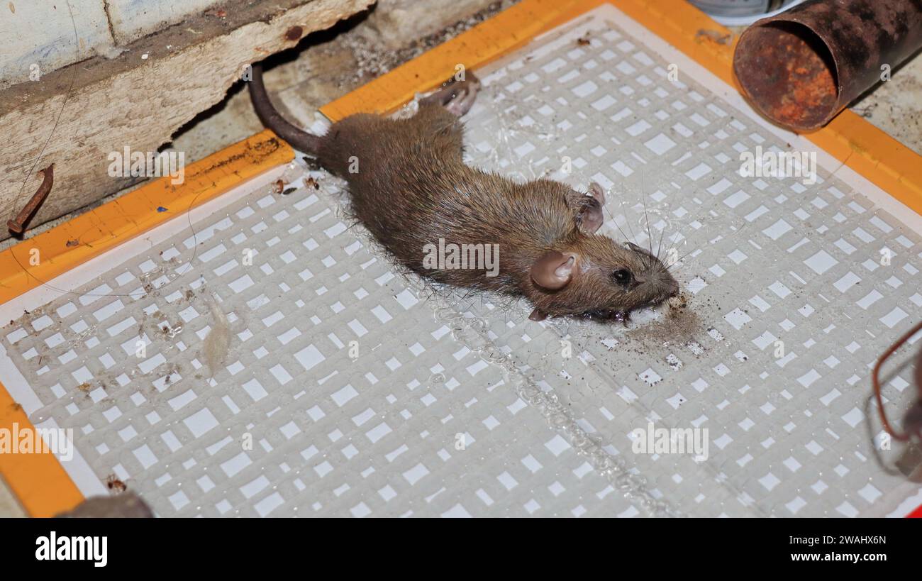 A mouse caught in a glue trap Stock Photo