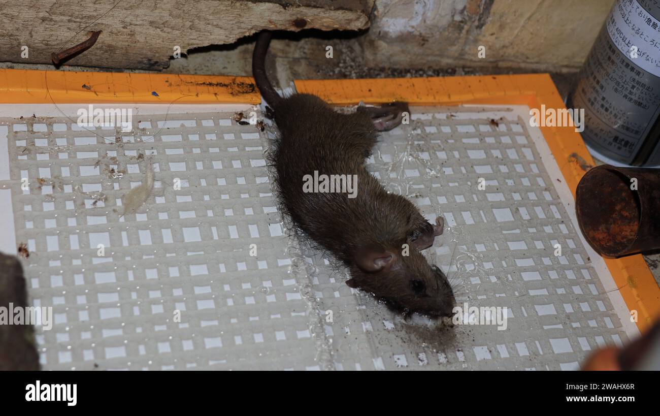 A mouse caught in a glue trap Stock Photo