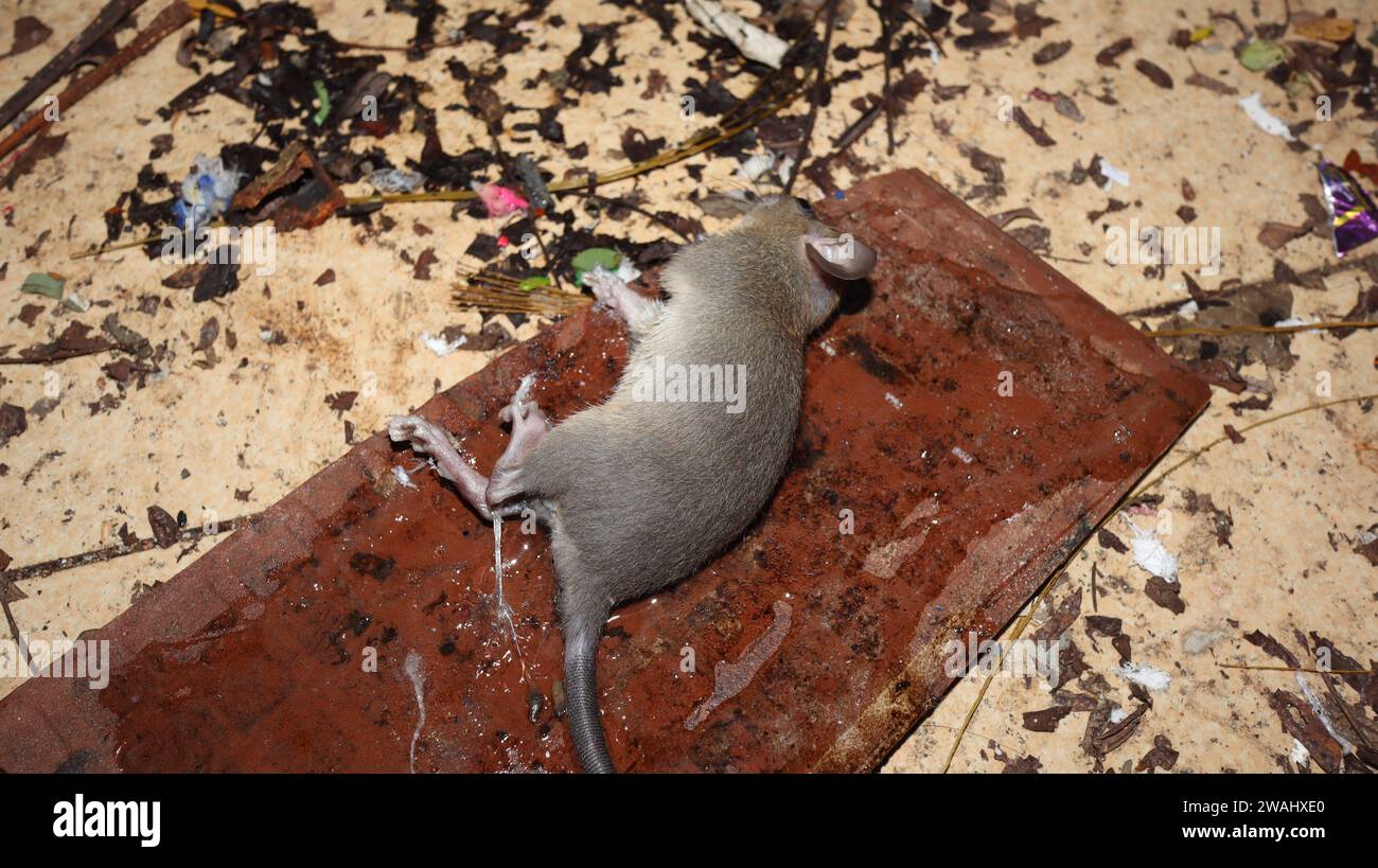 Mouse trap clearance sticky pad