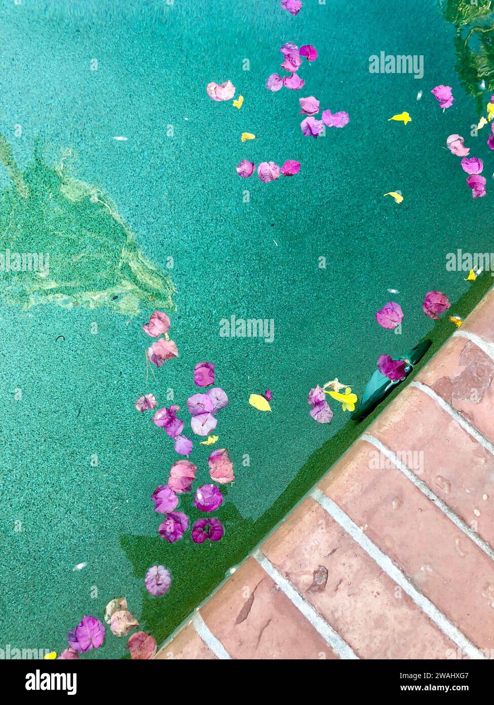 Bougainvillea petals rest on top of pool water and bordered by bricks