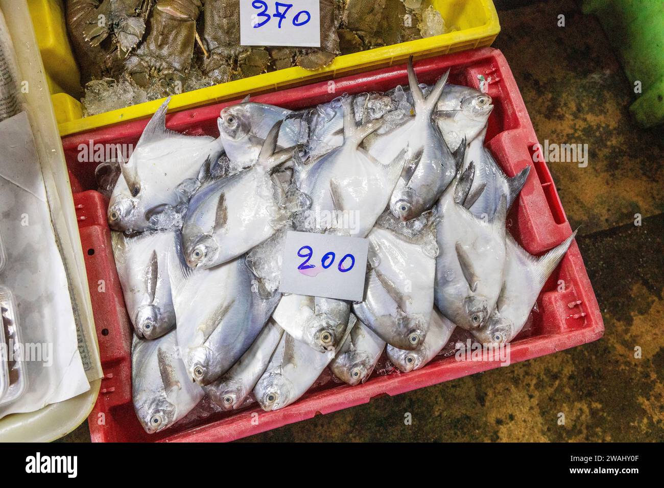 A red plastic box of fresh fish in Mae Klong Fresh Market, Thailand Stock Photo