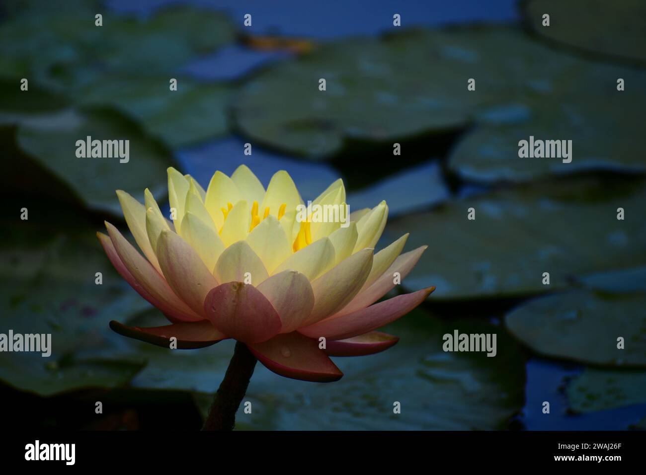 A close-up photo of a huge and beautiful water lily (Nymphaeaceae family) in a pond. Shallow depth of field Stock Photo
