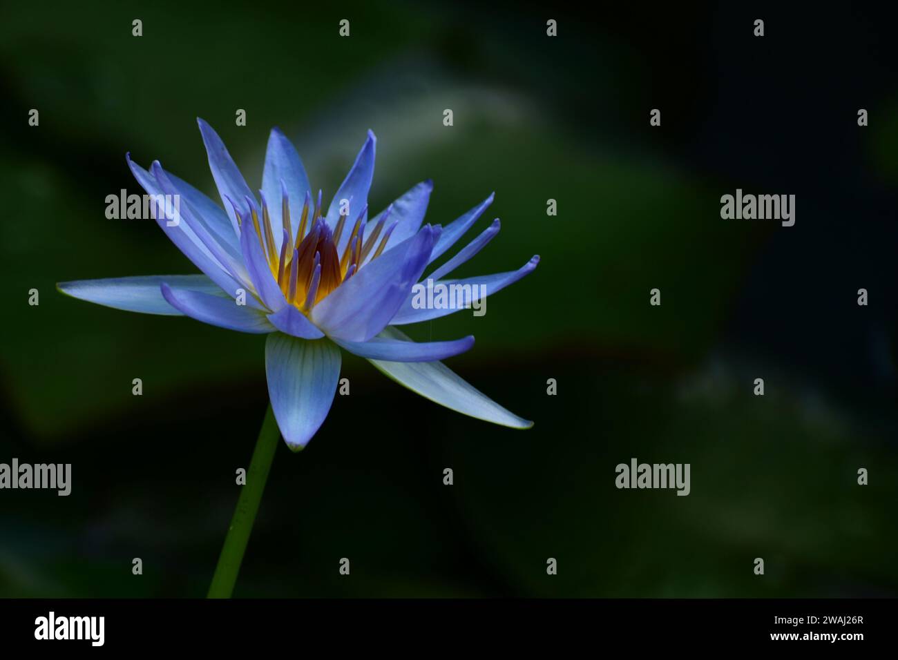 A close-up photo of a huge and beautiful water lily (Nymphaeaceae family) in a pond. Shallow depth of field Stock Photo
