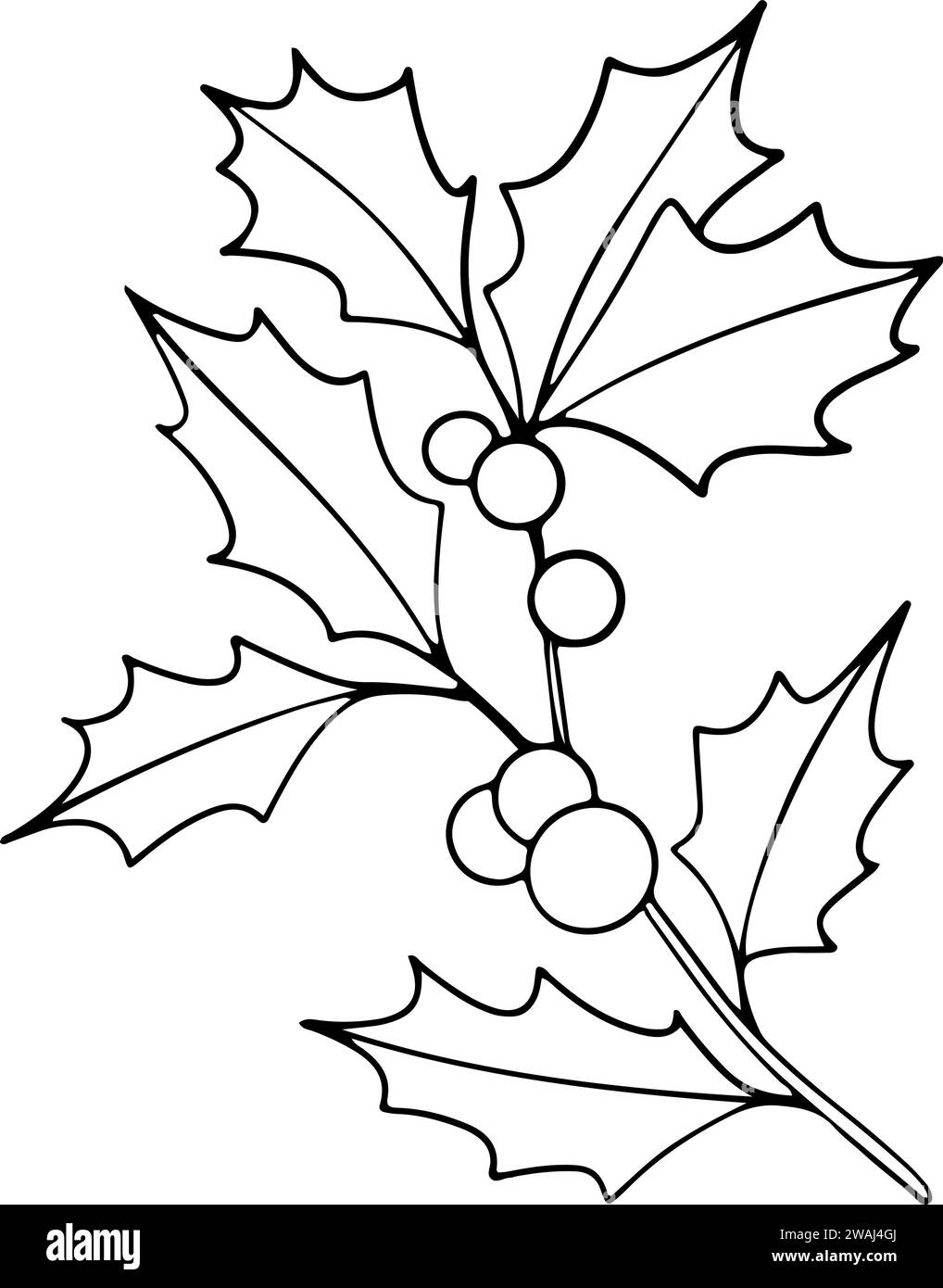 Christmas line art of ilex branches with berries. Holly leaves