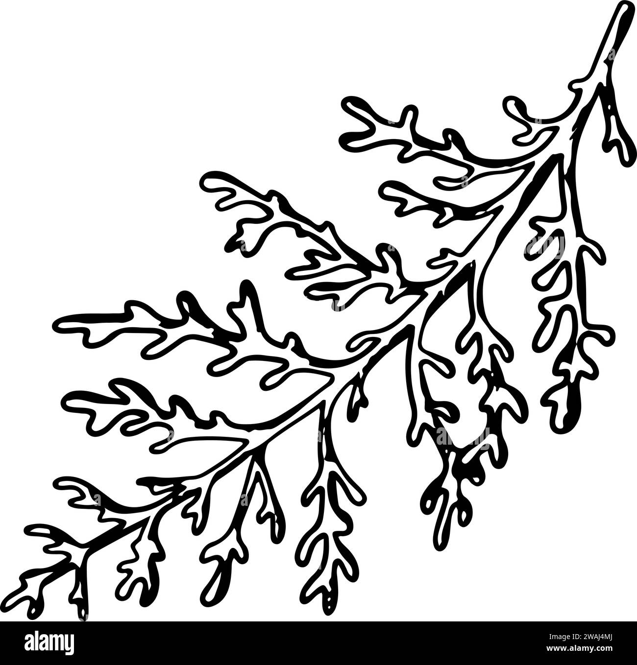 Dusty Miller, Silver Jacobaea maritima plant. Botanical Winterberry graphic. Hand painted outline illustration. Floral line art for wedding invitation Stock Vector