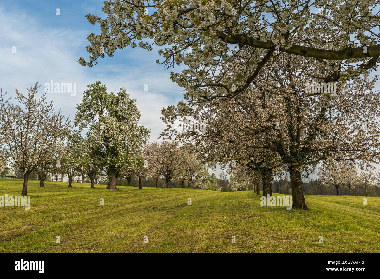 Flower meadow deciduous tree hi-res stock photography and images - Alamy