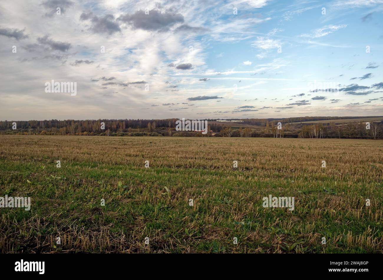 Cut wheat field on a clear day, Russia Stock Photo