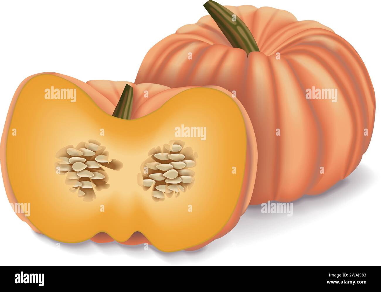 Whole and half of Pink pumpkins or Porcelain Doll squash. Winter squash. Cucurbita maxima. Fruits and vegetables. Isolated vector illustration. Stock Vector