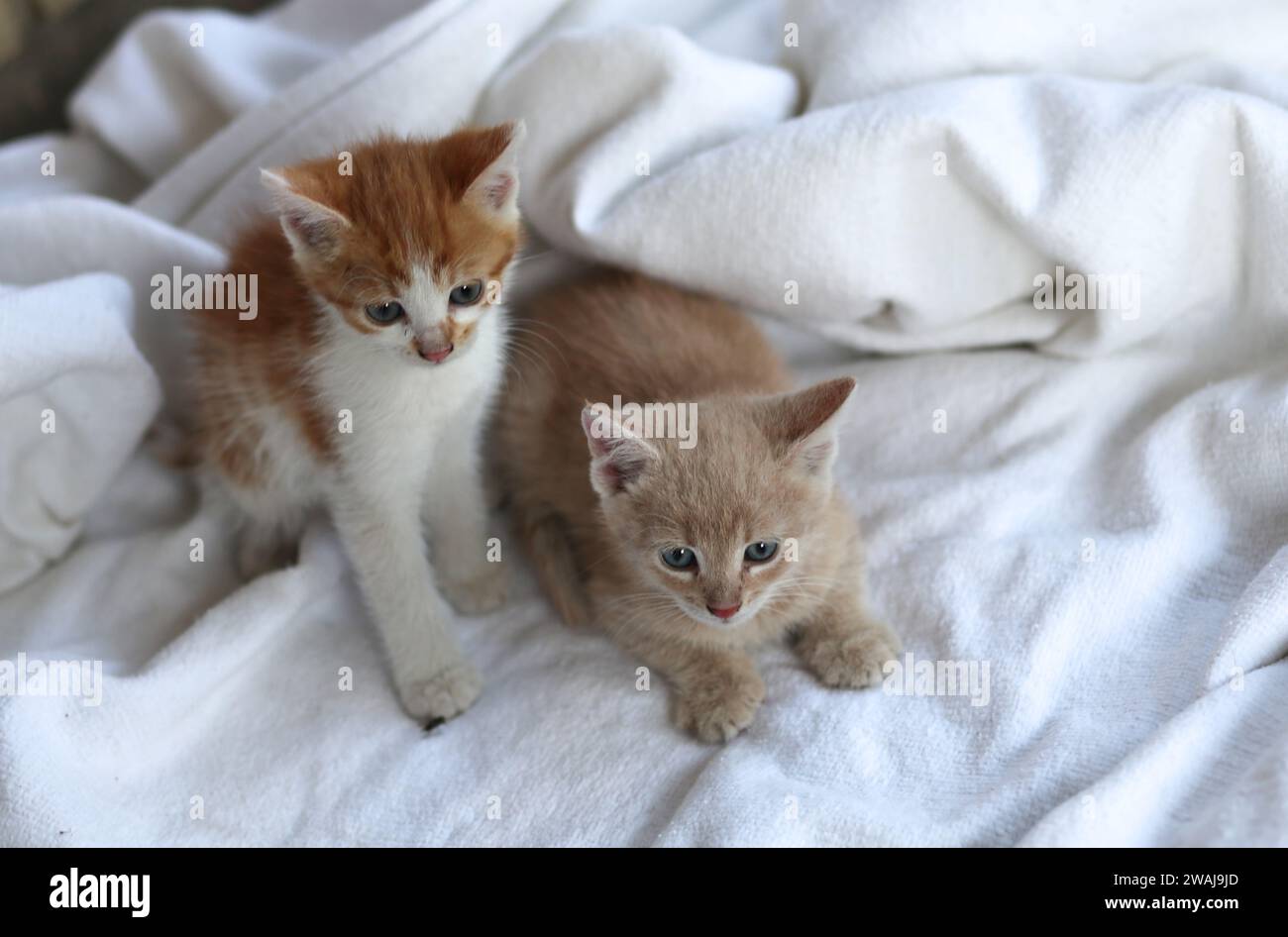 orphaned kitten on white background Stock Photo
