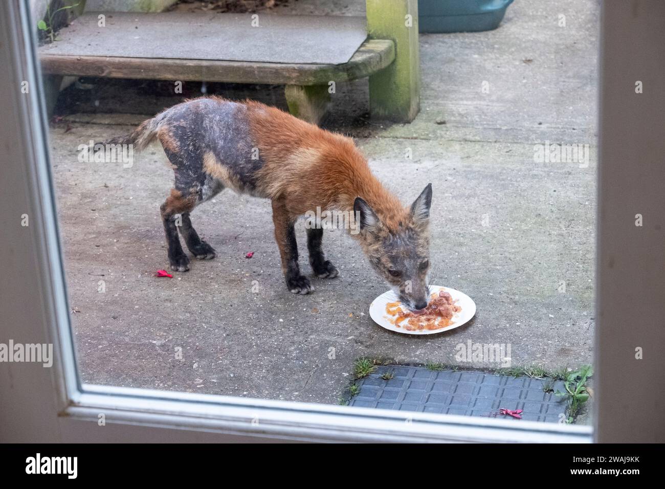 Urban fox recovering from sarcoptic mange, UK Wild fox Stock Photo