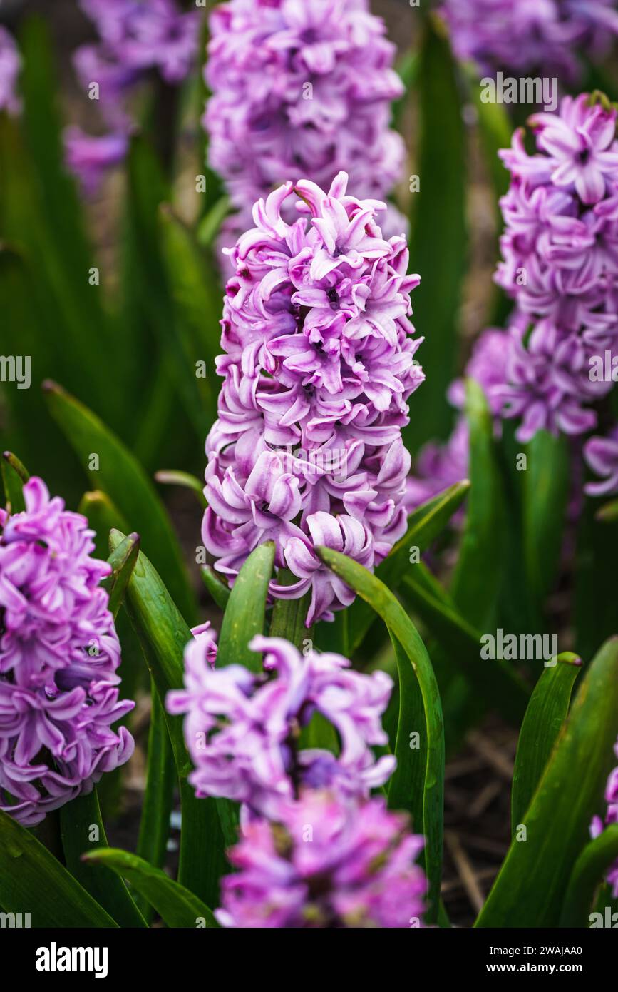 Clusters of vibrant purple hyacinth flowers blooming in a Dutch garden during spring