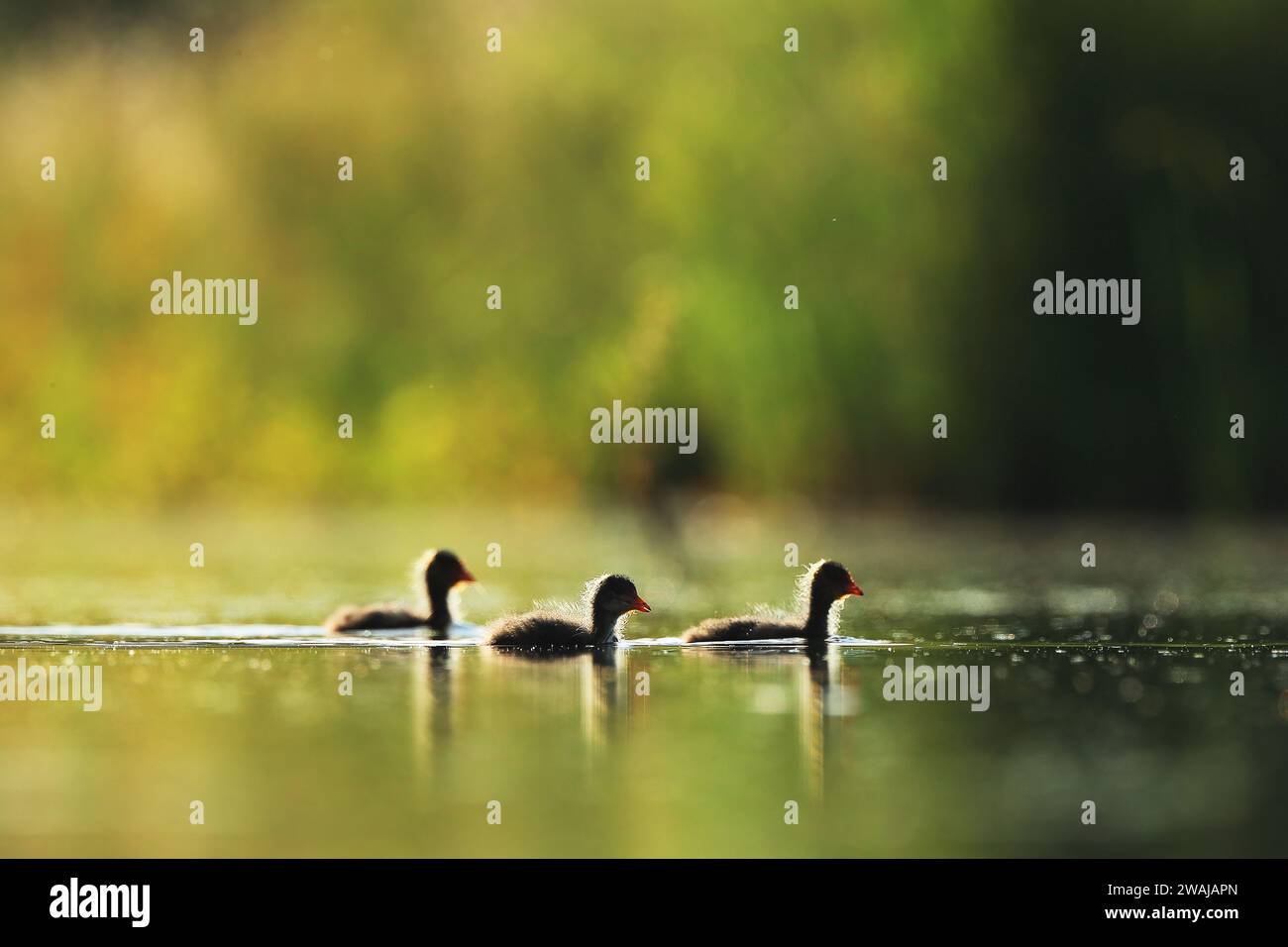 Side View Of Common Moorhens Floating Together On A Serene Lake With A 