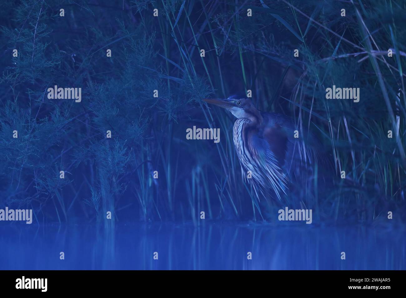 Side view of regal purple heron stands hidden among the reeds at dusk, its presence barely discernible in the diminishing light Stock Photo