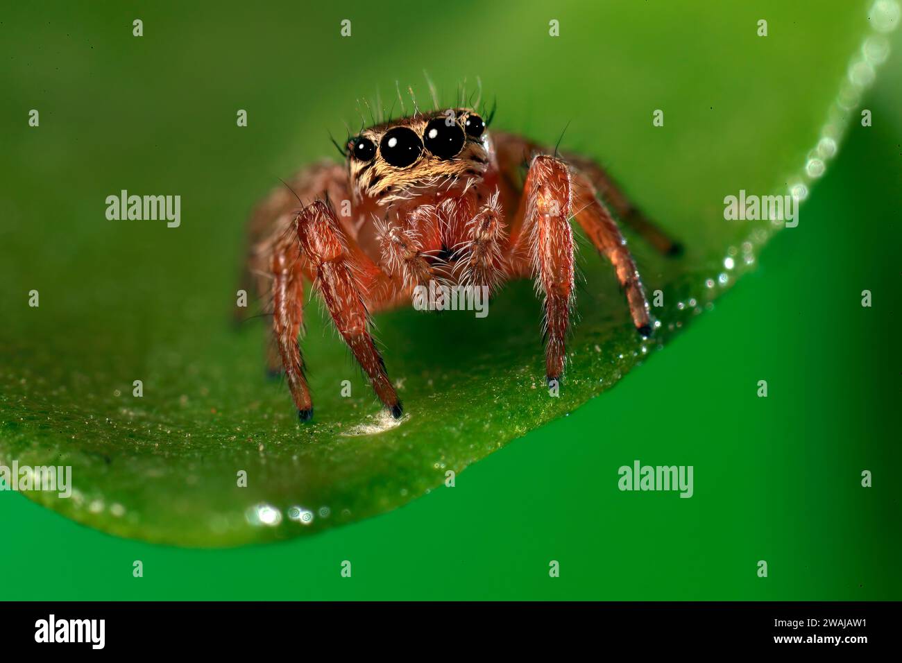 Vivid macro shot of a jumping spider on a green leaf with water ...
