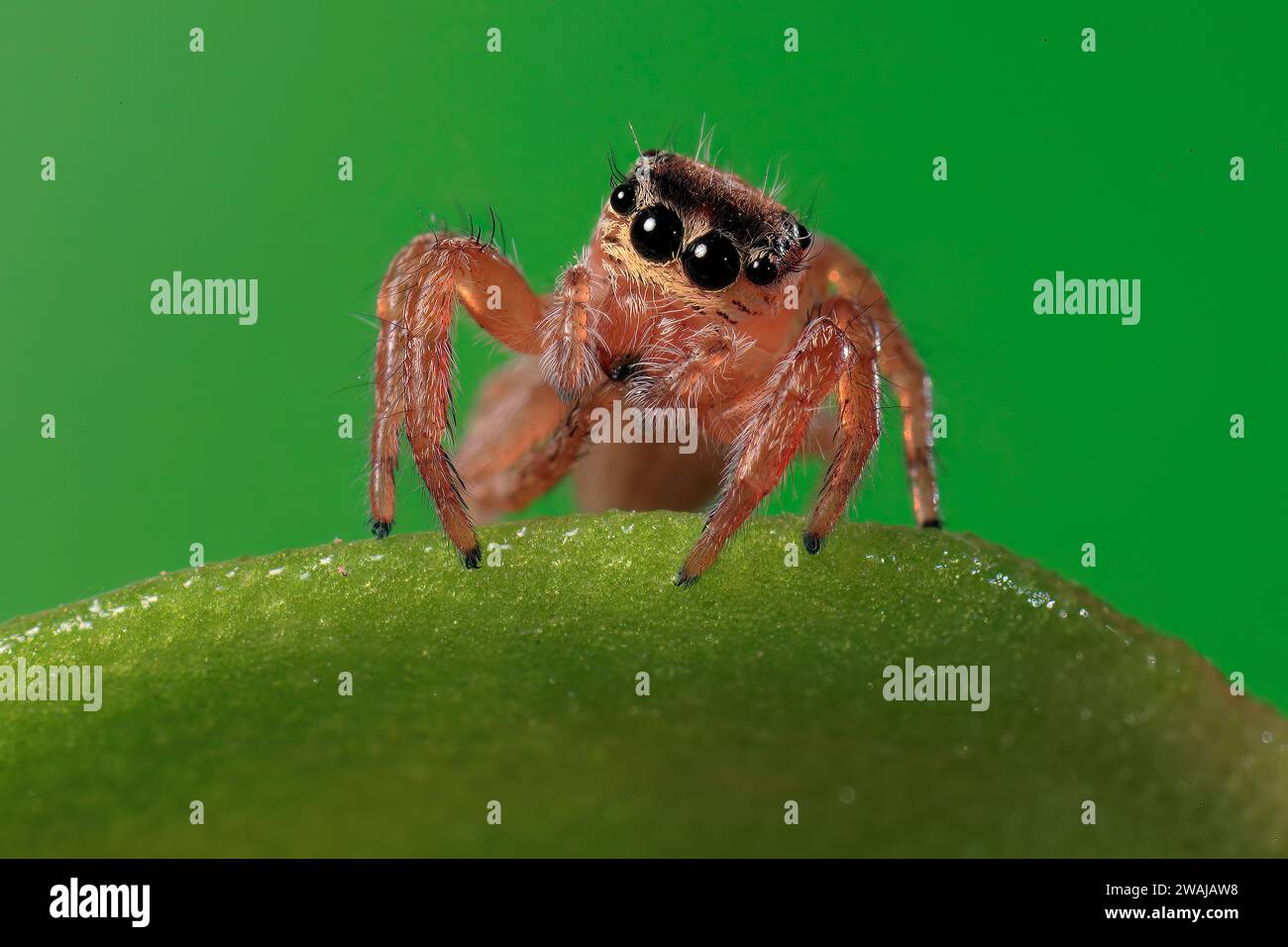 Vivid macro shot of a jumping spider on a green leaf with water ...