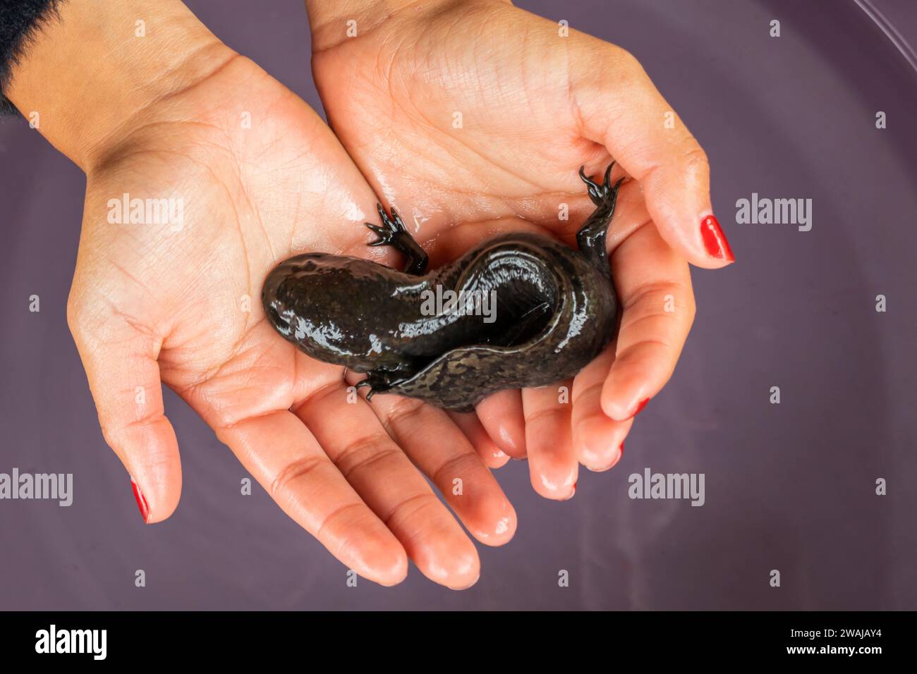 Anonymous hands gently holding black Mexican Ajolote in a container with whater symbolizing conservation Stock Photo