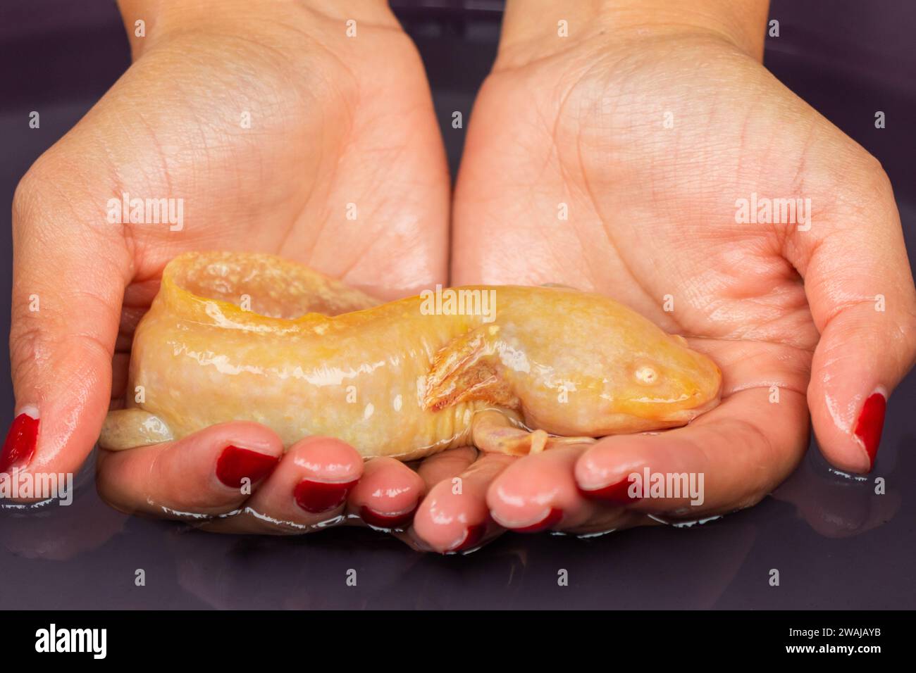 Anonymous hands gently holding Mexican Ajolote in a container with whater symbolizing conservation Stock Photo