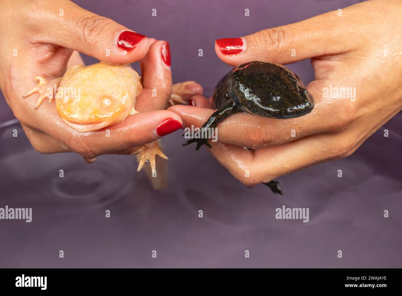 Anonymous hands gently holding two Mexican Ajolote in a container with whater symbolizing conservation Stock Photo