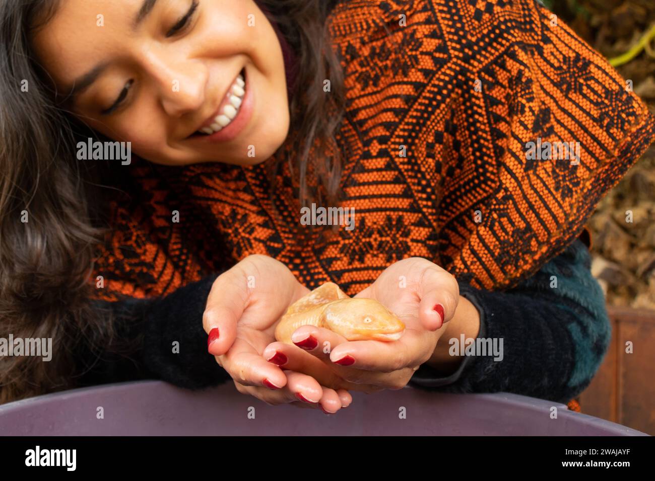 Focused woman gently holds a Mexican Ajolote in water showing a moment of care and conservation Stock Photo
