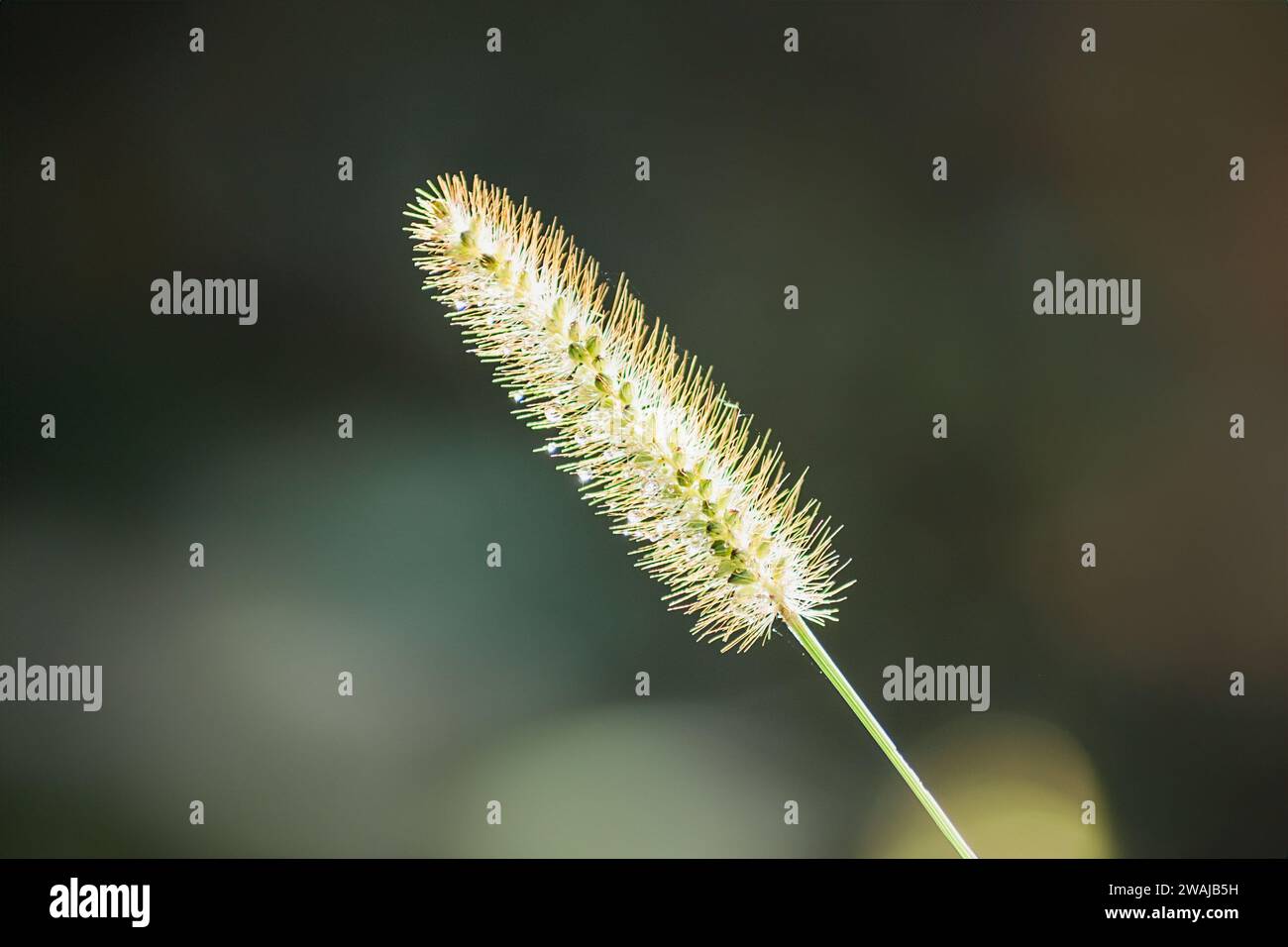 A tranquil close-up shot of a delicate foxtail grass spikelet, beautifully backlit by soft, natural light Stock Photo