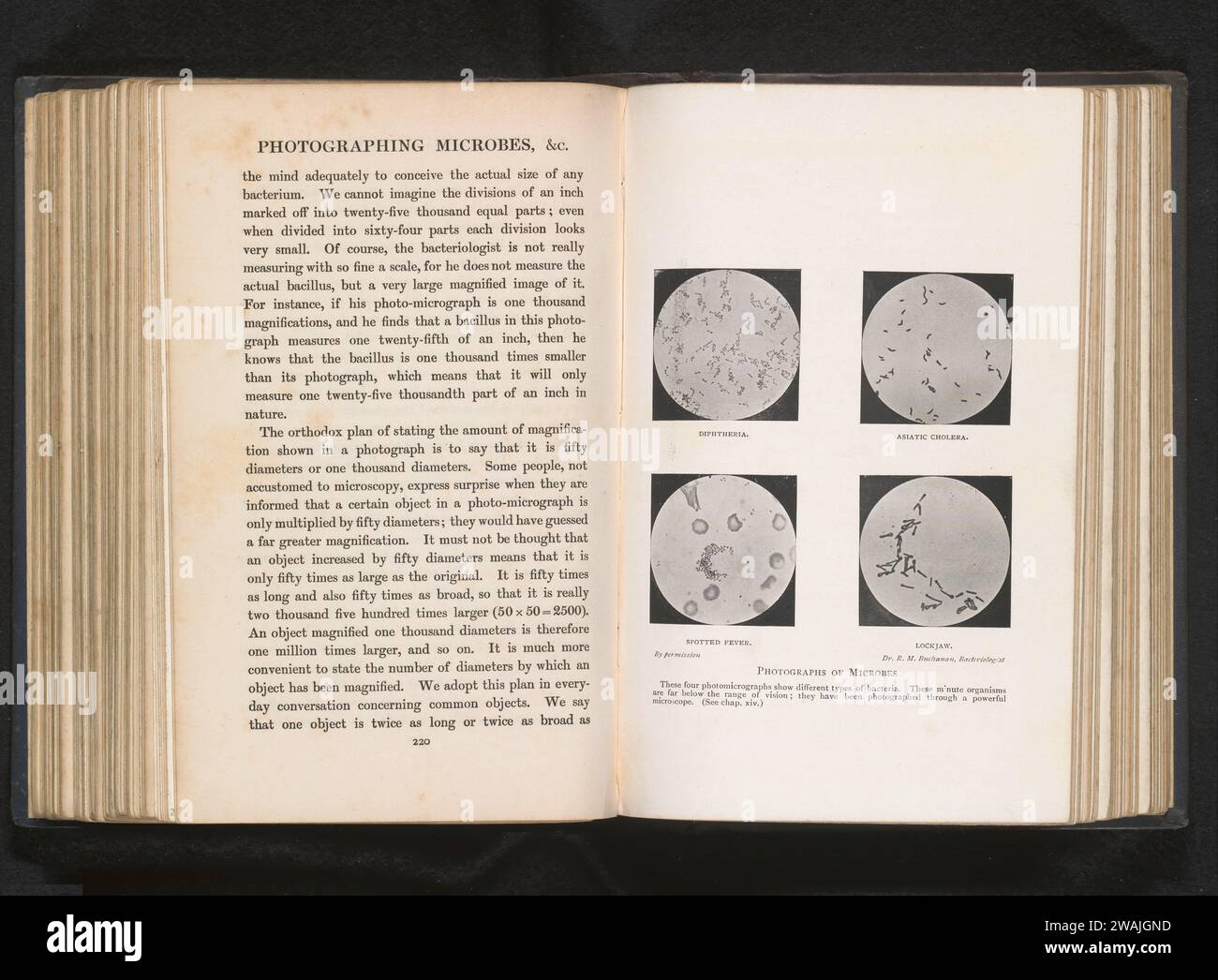 Four microscope recordings of bacteria, R.M. Buchanan (Possible), c ...