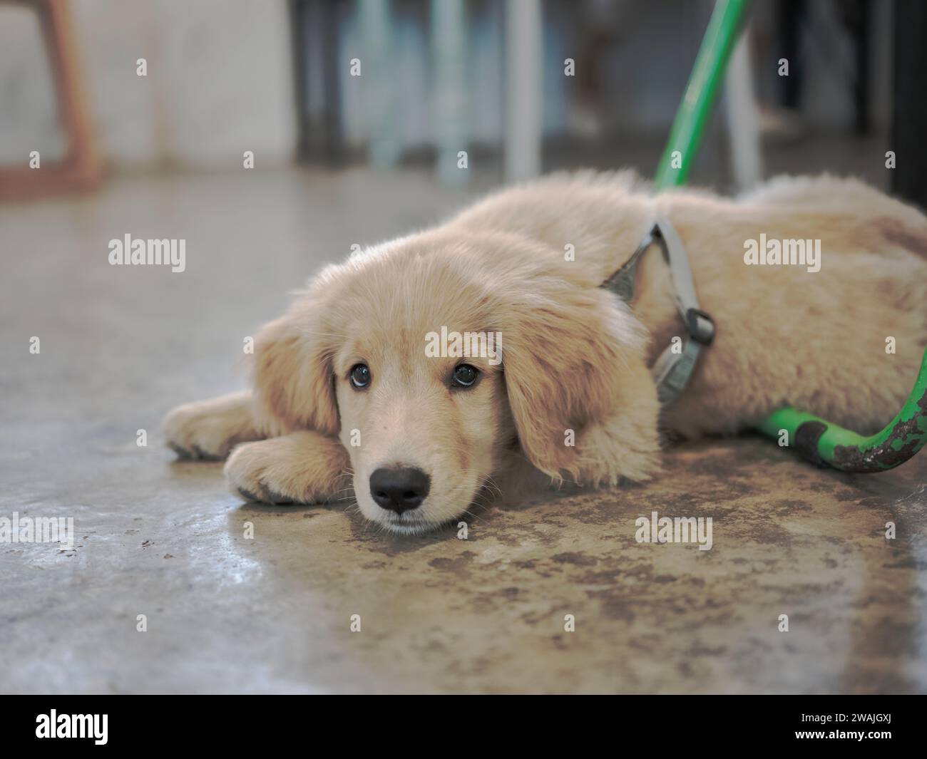 Puppy Golden Retriever sleep on floor Stock Photo Alamy