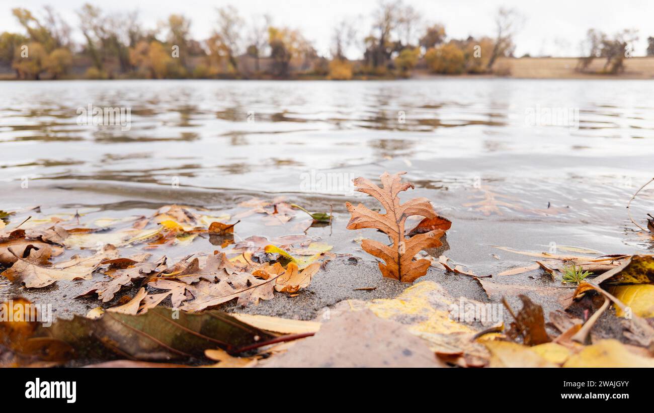 An autumn scene with a lake surrounded by a multitude of brown and orange leaves Stock Photo