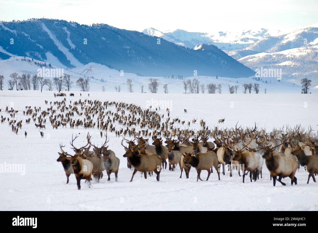 The National Elk Refuge in Jackson, WY, is the winter home to the