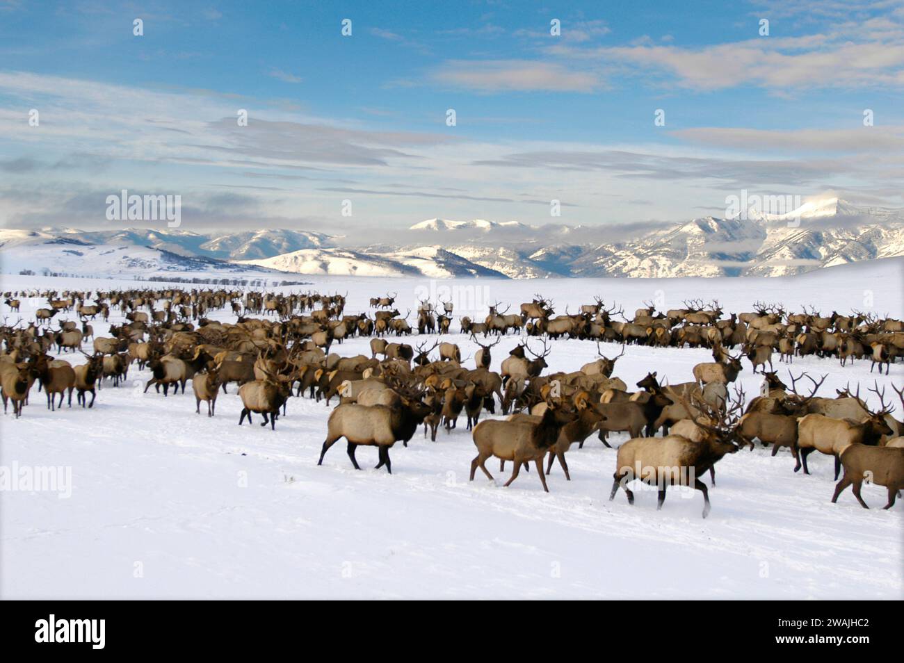 The National Elk Refuge in Jackson, WY, is the winter home to the