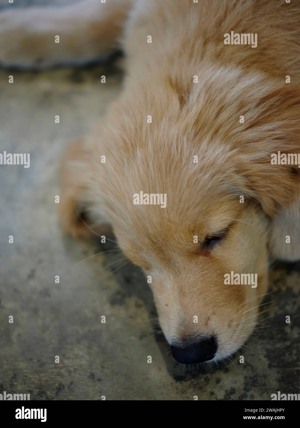 Puppy Golden Retriever sleep on floor Stock Photo Alamy