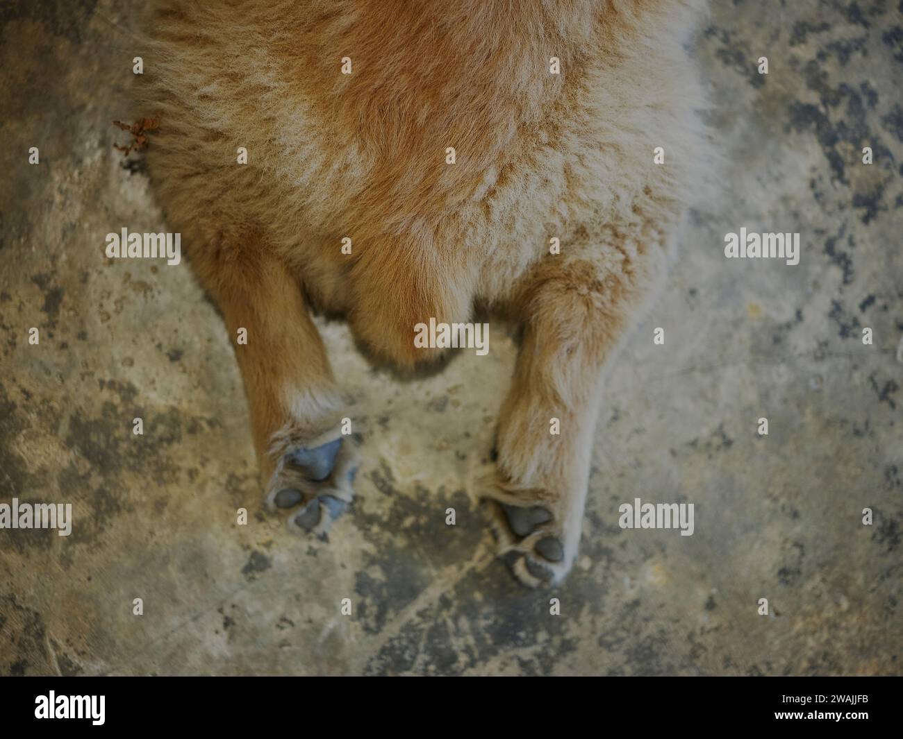 Puppy Golden Retriever sleep on floor Stock Photo Alamy