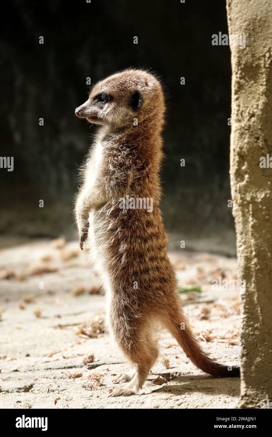 Adorable meerkats of all ages in a zoo enclosure Stock Photo
