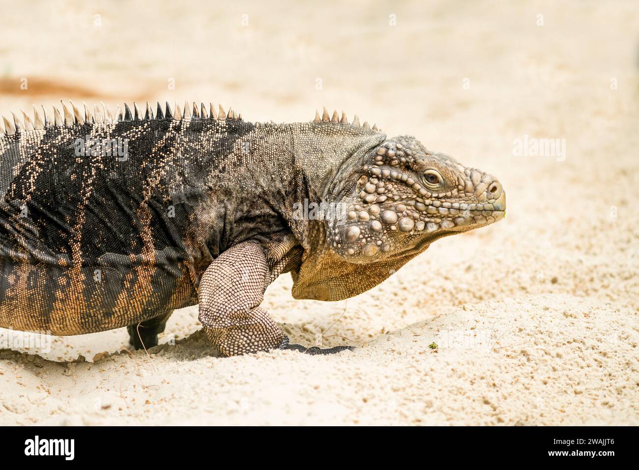 Side portrait of an iguana. Lizard close-up. Iguanidae. Stock Photo