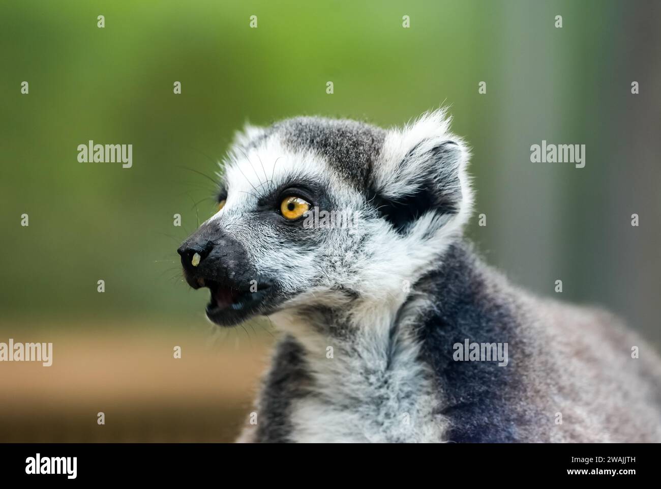 Portrait of a lemur. Animal closeup. Primate species from Madagascar